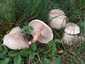 Márványos pereszke (Lepista panaeolus), Budai-hegység